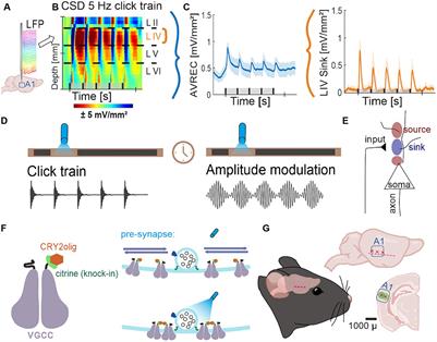 Inhibiting presynaptic calcium channel motility in the auditory cortex suppresses synchronized input processing